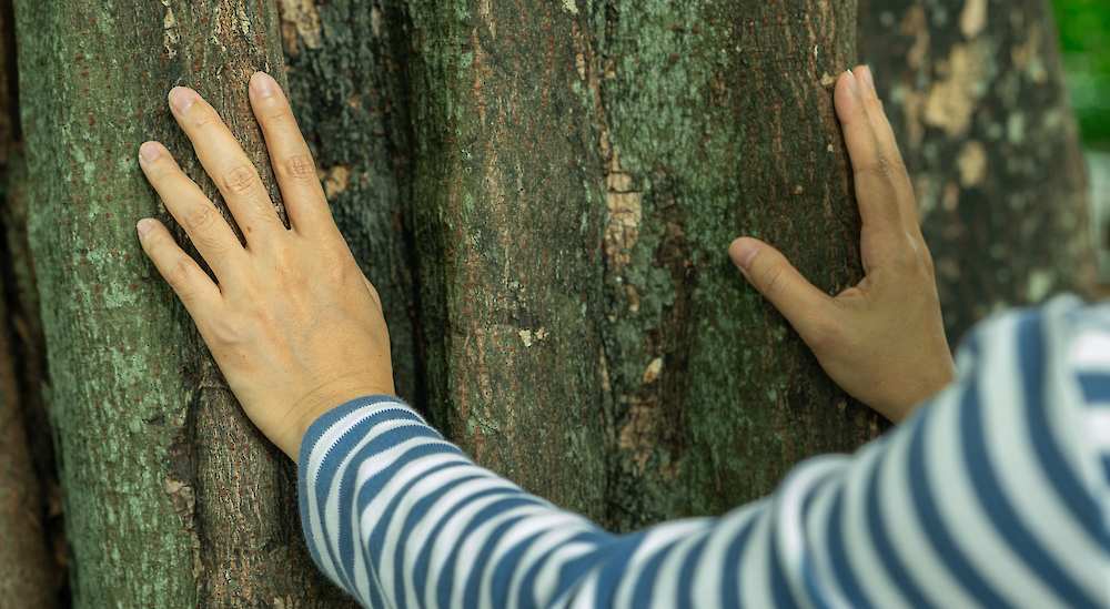 Coastal Forest Bathing at Malahat SkyWalk