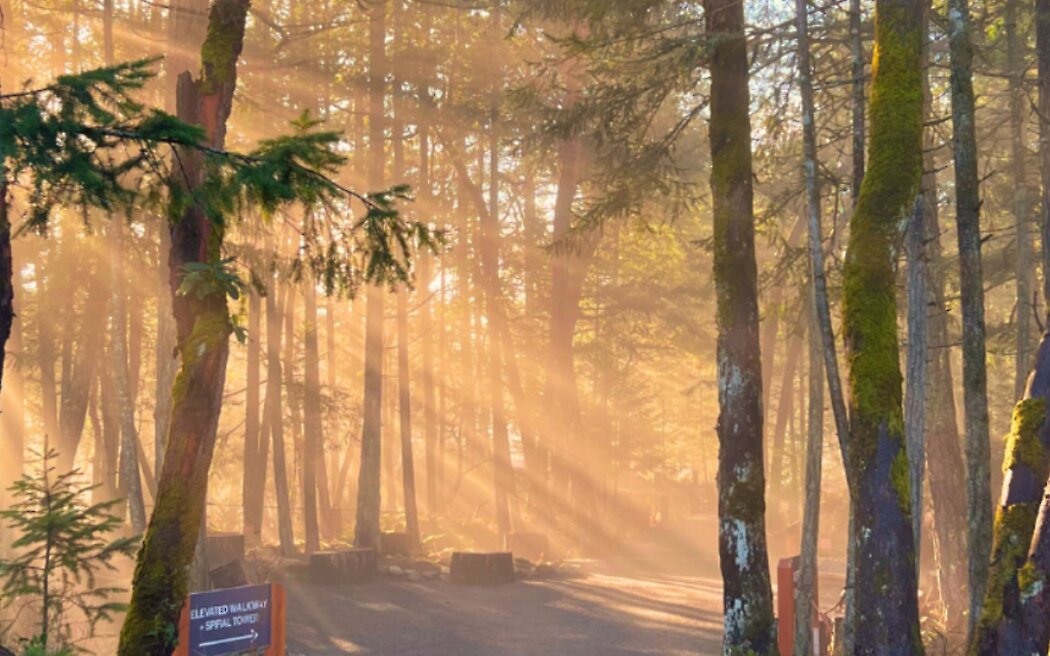 Coastal Forest Bathing Experience